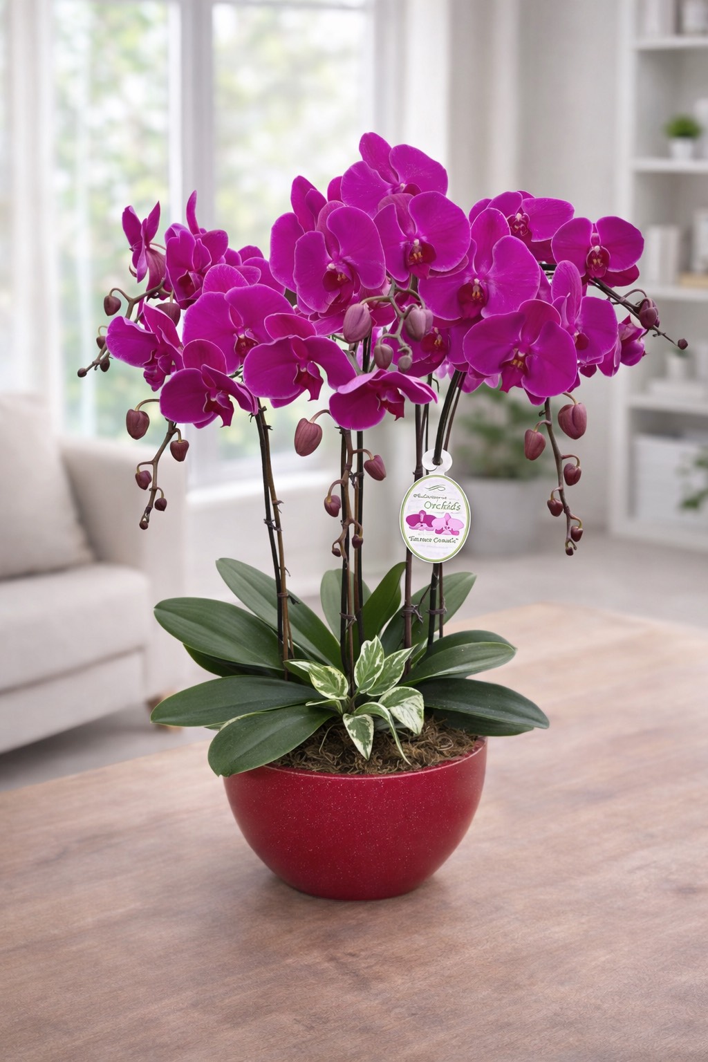 Orchid Arrangements