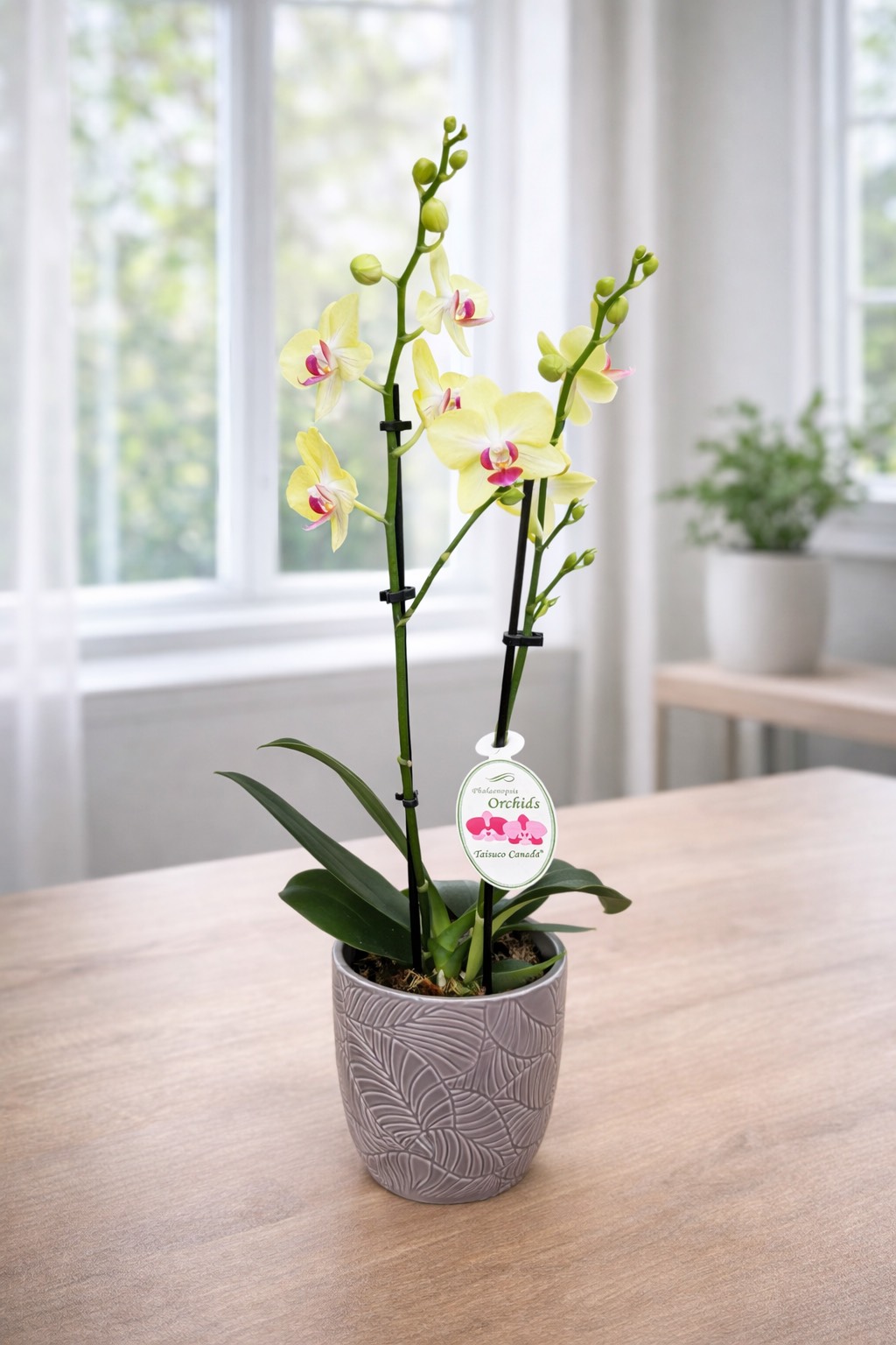 4-inch Orchids