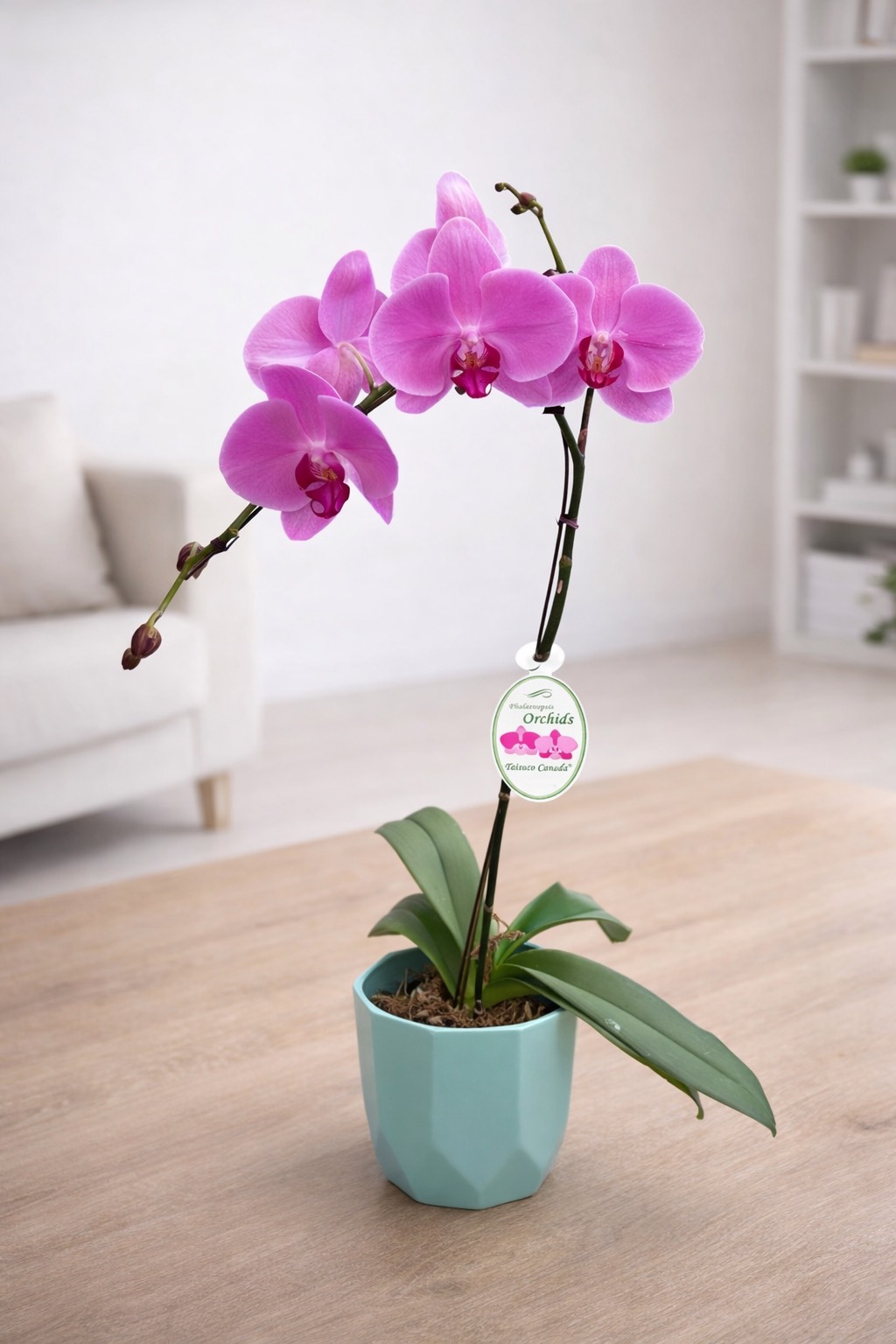 6-inch Premium Orchids